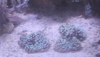 Red blue hairy mushroom coral