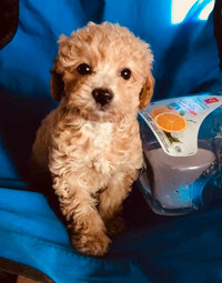 READY to go. Super cute toy/miniature poodle boy. Nonshedding