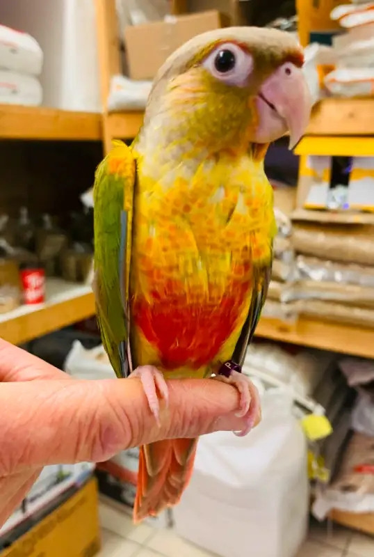baby friendly handfed pinapple conure for sale at TT pets in Birds for Rehoming in Mississauga / Peel Region - Image 2