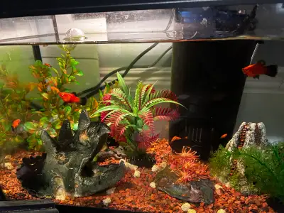 Baby fish!, View more