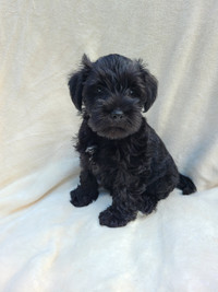 Miniature Schnauzer Puppies Ready for their  Forever Home