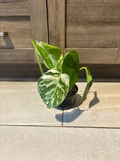 Bulbasaur monstera mint special variegation, View more
