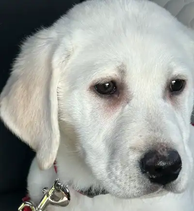 Intact male purebred Labrador Retriever. 11.3 Kg. House broken. Crate trained. Very affectionate. Ge...