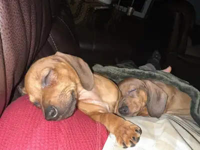 MINIATURE DACHSHUND PUPPIES, View more