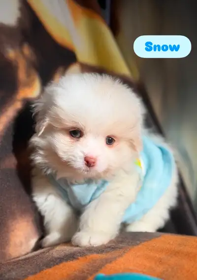 Adorable Cavapoo Puppies Ready - 1 Male Left, View more