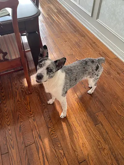 Do you like playing fetch for hours and hours? We have a smart, kind, and loving Australian herding...