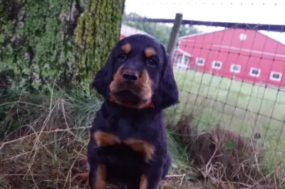 Gordon Setter Puppies, View more