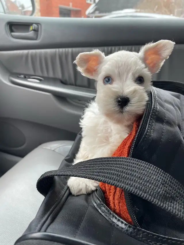 Rare**BLUE EYED** Male Toy Schnauzer in Dogs & Puppies for Rehoming in London - Image 10
