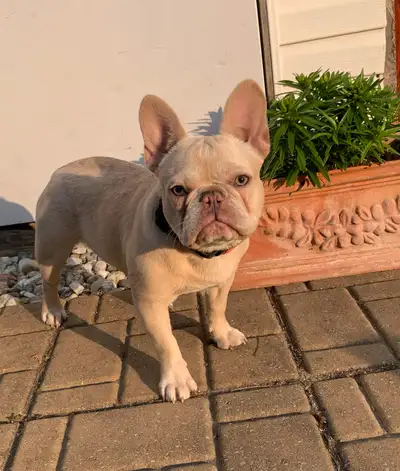 Bouledogue français femelle cherche une bonne famille 5 mois connais les commandes de base assie et...