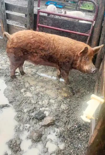 Tamworth breeder boar pig, View more