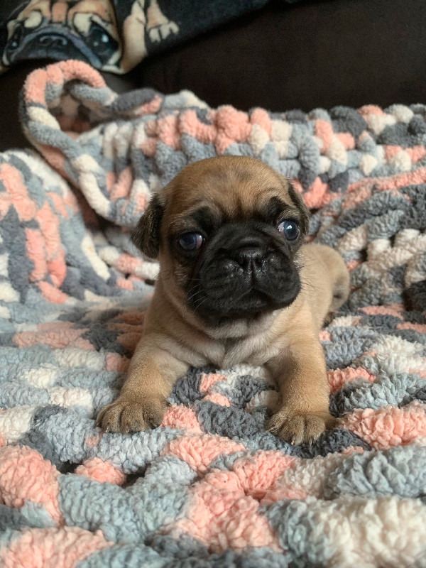 Purebred Pug Puppies in Dogs & Puppies for Rehoming in Oshawa / Durham Region - Image 2