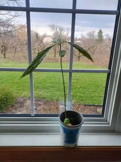 1.5 feet avocado tree , View more