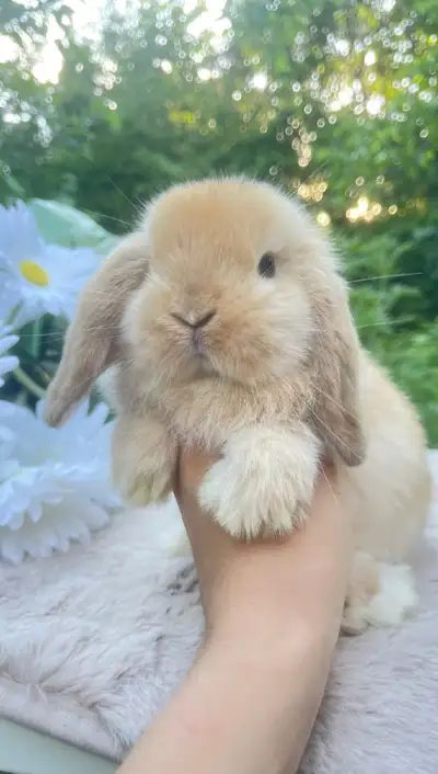 ADORABLE mâle bébé lapin bélier hollandais nain pure race , View more