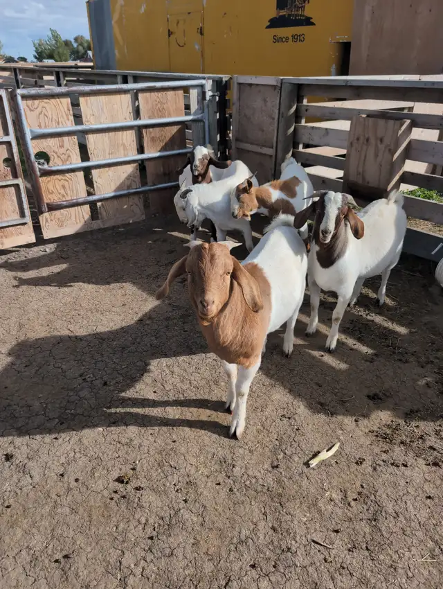BOER/SAVANNAH/SPANISH GOAT BUCKLING CROSSES | Livestock | Lethbridge ...