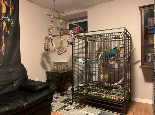 Large Parrot Cage in Birds for Rehoming in Winnipeg - Image 2