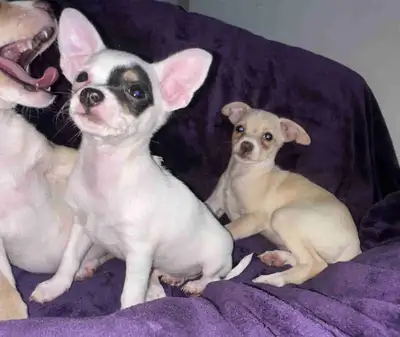 2  female purebred chihuahua pups and one miniature male, View more