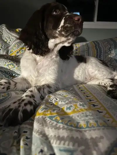 ENGLISH SPRINGER SPANIEL PUPPPIES, View more