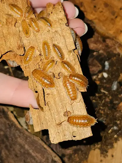 B.C Maple Isopods (Oniscus asellus), View more