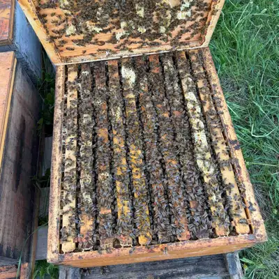 Healthy single-deep honey bee colonies for sale. * Strong laying queen * Approximately 4–6 frames of...