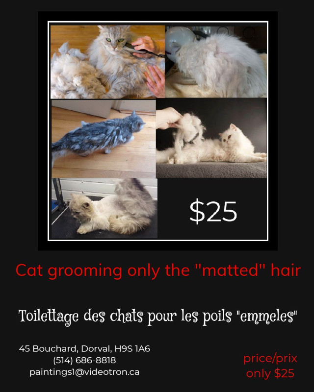 PET GROOMING, TOILETTAGE  ANIMAUX, CAT GROOMING, TOILETTAGE CHAT dans Services pour animaux  à Ouest de l’Île