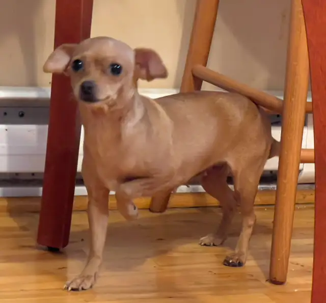 Chiot Chihuahua in Dogs & Puppies for Rehoming in Laval / North Shore - Image 10