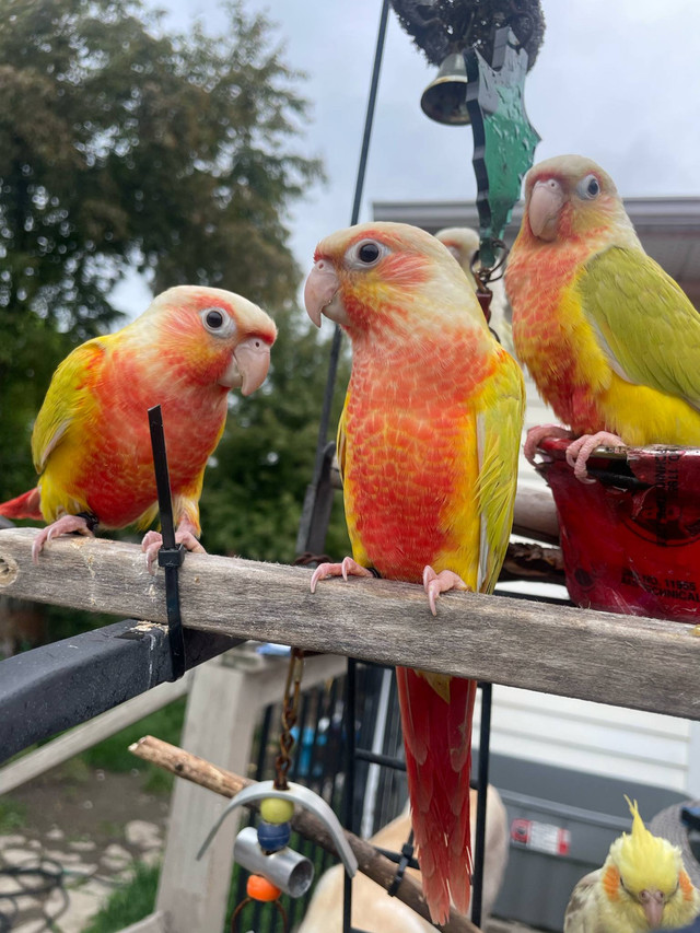 SALE! Suncheek handfed babies in Birds for Rehoming in Ottawa - Image 3