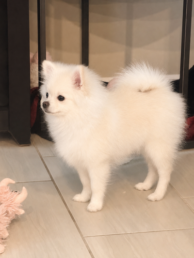 Pomeranian puppies, View more