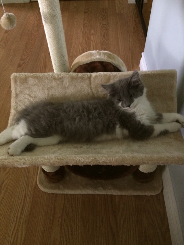 Female spayed indoor cat Cats & Kittens for Rehoming Fredericton Kijiji