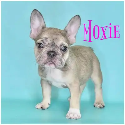 Ready to Race FRENCH BULLDOGS, View more
