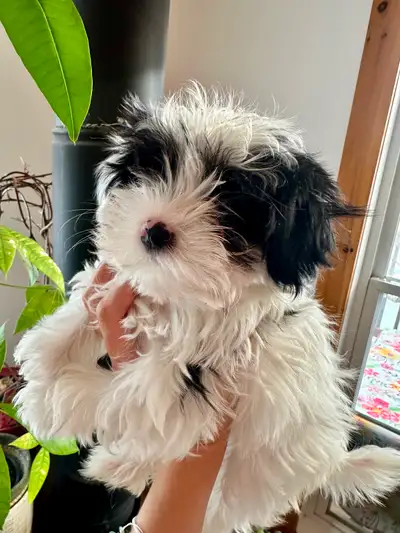 Beautiful Morkie Puppies – Vaccinated – 11 weeks old -Male, View more