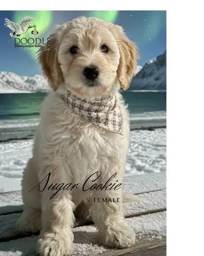 Adorable Medium Double Doodle Teddy Bear Puppies, View more