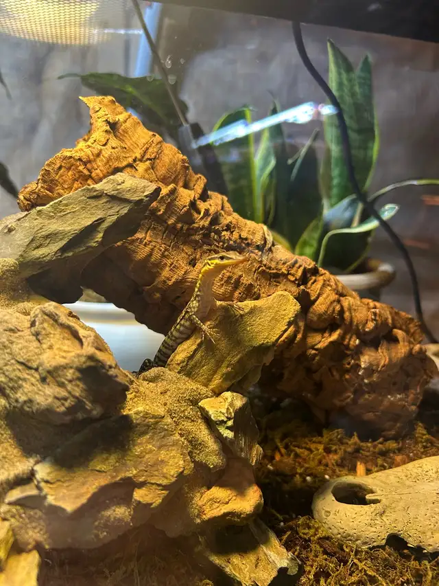 2025 Kimberley Rock Monitor in Reptiles & Amphibians for Rehoming in Ottawa - Image 7