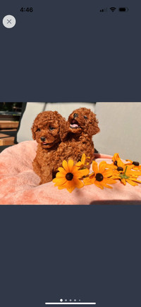 Precious Red Toy Poodle Puppies
