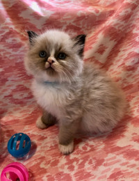 Adorable Pure Himalayan FEMALE Kittens- Ready May 10th