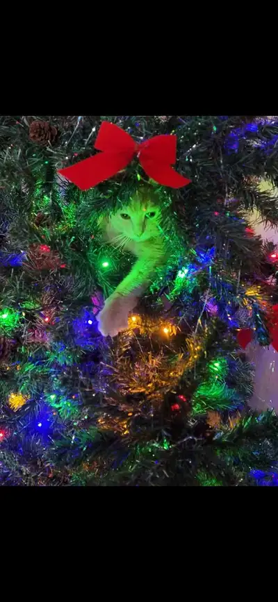 Christmas sponsor needed please  , View more