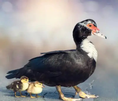 ISO muscovy ducklings, View more