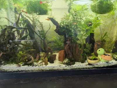 30g aquarium setup , View more