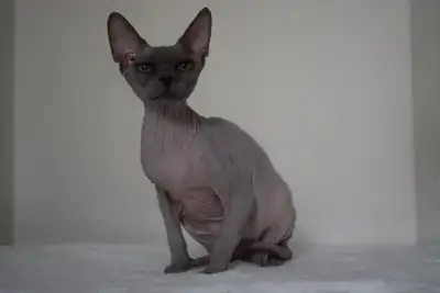 !!! Serious inquiries only, please! If you are interested to adopt this cat, I will answer your mess...