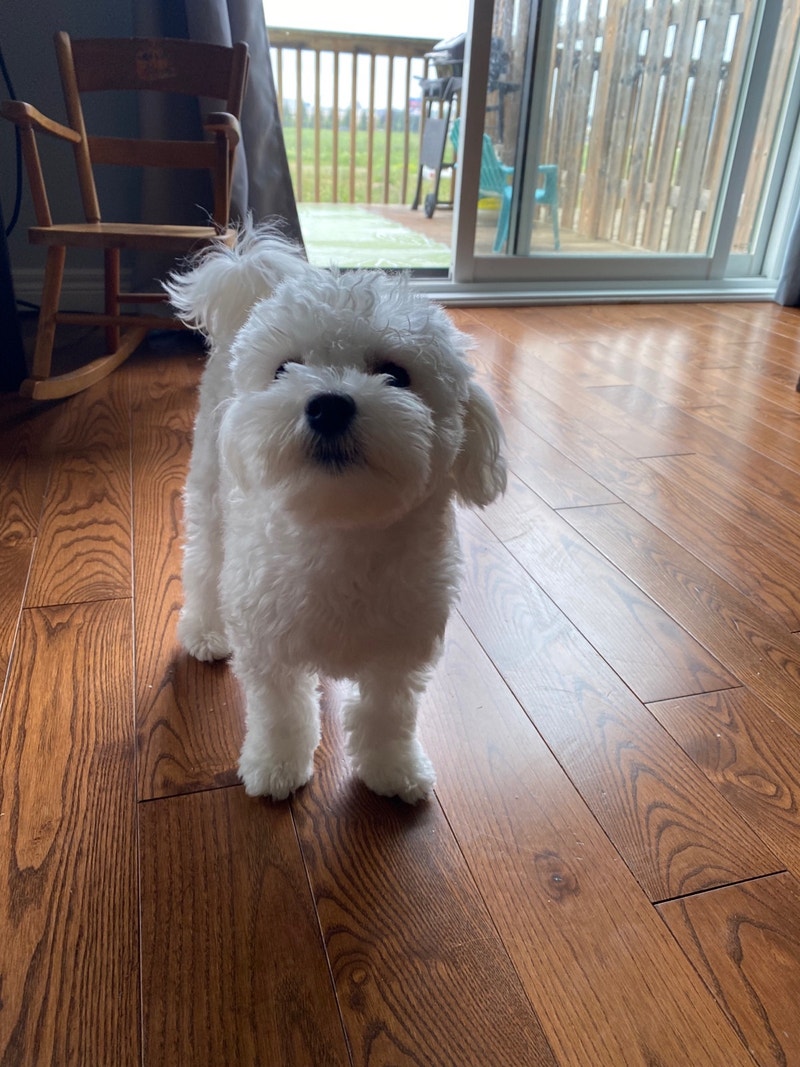 1 year old Maltipoo dogs Dogs & Puppies for Rehoming London Kijiji