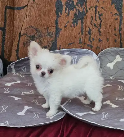 Small Chihuahua Girl, View more