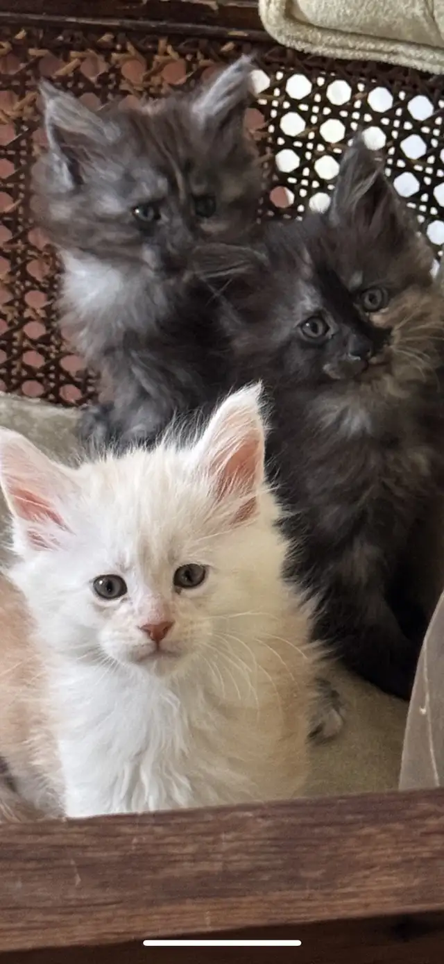 Purebred Maine Coon Kittens Available in Cats & Kittens for Rehoming in Edmonton - Image 2