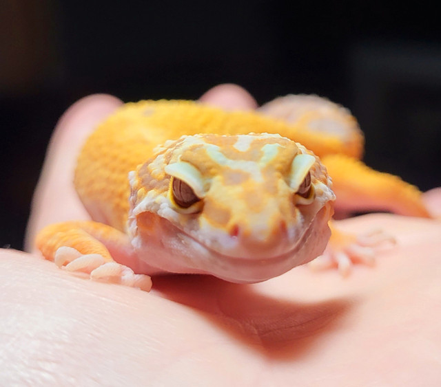 Leopard Gecko in Reptiles & Amphibians for Rehoming in Chilliwack