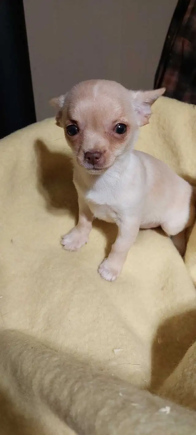 Chihuahua pups One Long haired and One short haired in Dogs & Puppies for Rehoming in Fredericton - Image 6