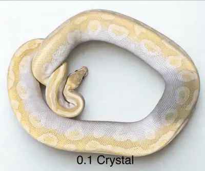 Female Crystal Ball python PB, View more