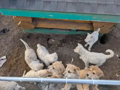 Husky Cross puppies, View more