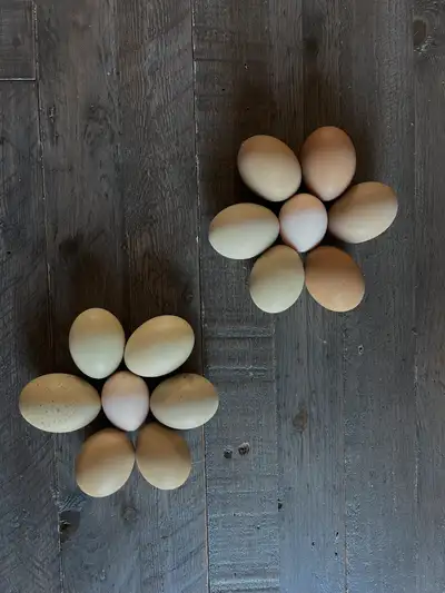 Olive egger hatching eggs , View more