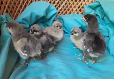 Blue Jersey Giant Chicks, View more