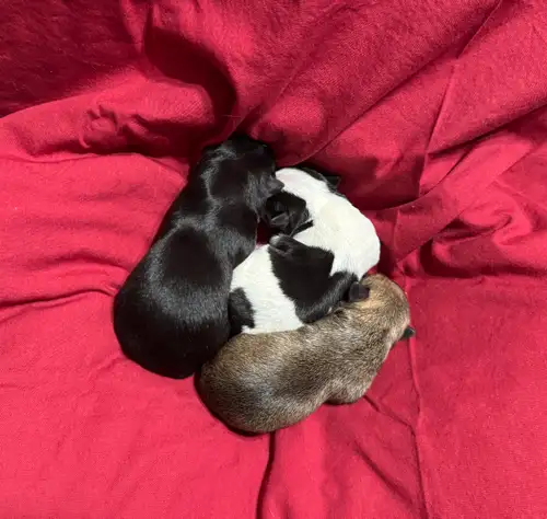 Maisy our Beauty Delivered 3 Chihuahua Puppies, Born 08, February 2026. 2 Females and 1 Male. The pu...