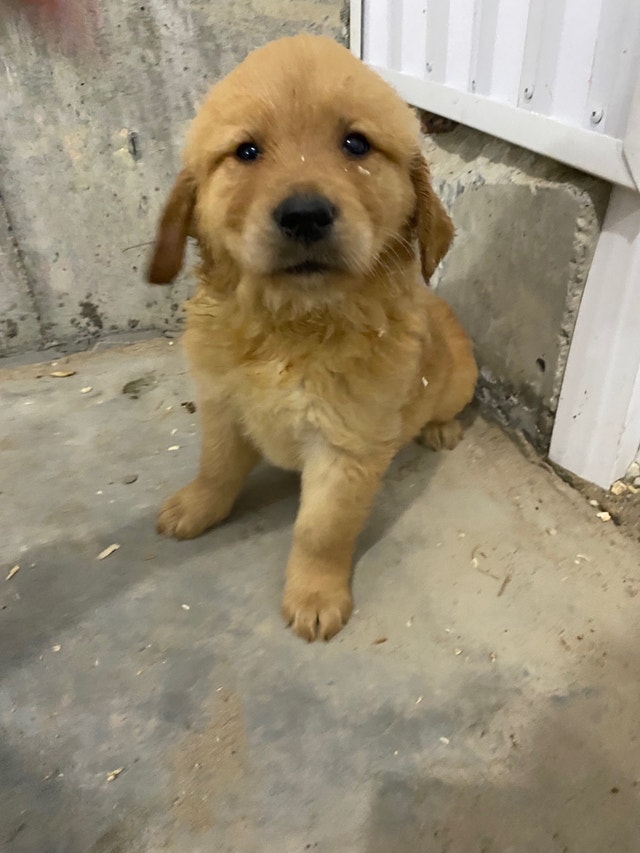 Purebred golden retriever puppies Dogs & Puppies for Rehoming