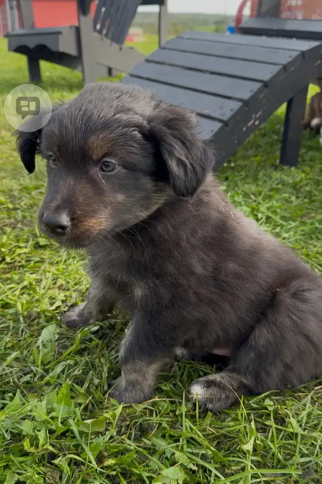 Purebred Australian Shepherd Puppies in Dogs & Puppies for Rehoming in St. Albert - Image 3